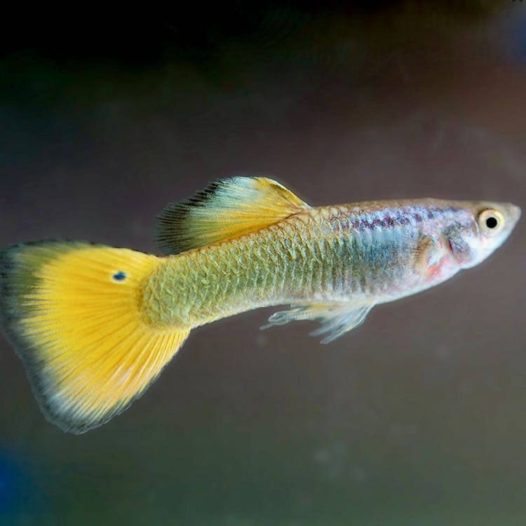 Guppy male German yellow